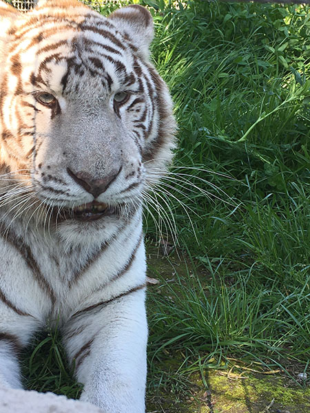 Arcana, tigre bianca