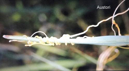 Austori, radici di piante parassite 