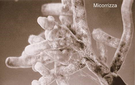  Micorriza: radice di simbiosi con apparato radicale erbaceo o arboreo - Tartufo 
