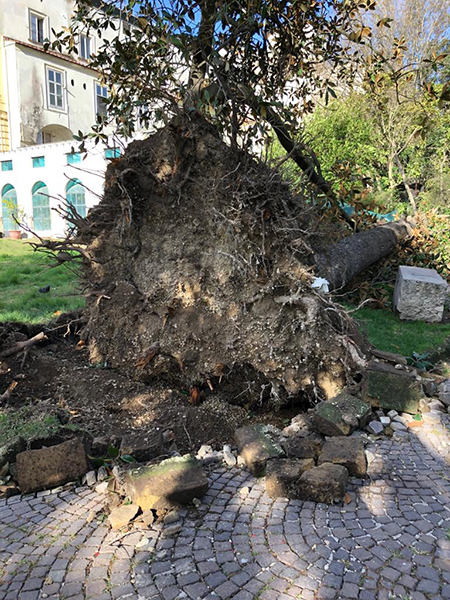 Bosco Capodimonte alberi caduti