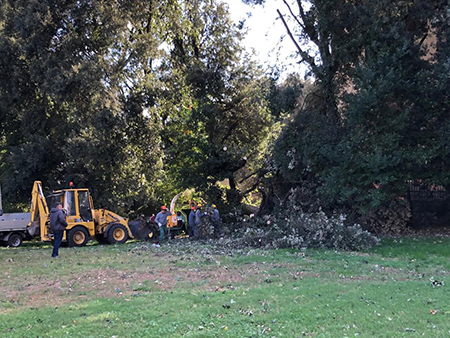 Bosco Capodimonte operai lavori alberi caduti