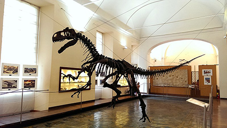 Museo di paleontologia di Napoli Allosauro
