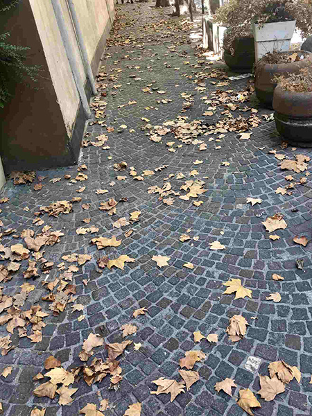 Napoli, via Cimarosa, foglie cadute prematuramente 