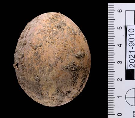 The Egg - Photo - Dafna Gazit Israel Antiquities Authority