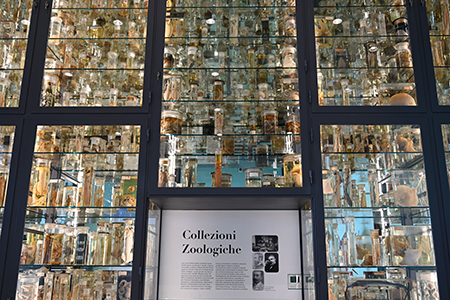 Glass Cage - Collezioni Zoologiche DaDoM